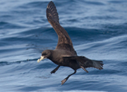 white chinned petrel